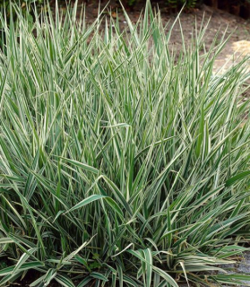 Phalaris arundinacea 'Picta'